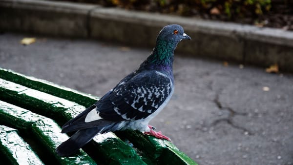 Vremea se răcește ușor și vin ploile. Astăzi, vântul va sufla puternic până seara