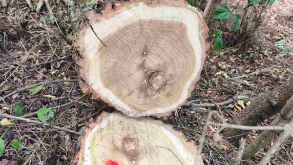 Tăieri ilegale într-o pădure din Dondușeni. 80 de arbori au fost puși la pământ