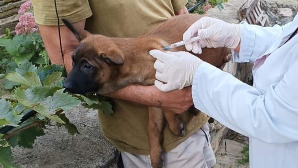 Zeci de focare de rabie, depistate în R. Moldova de la începutul anului. ANSA a vaccinat 75.000 de câini