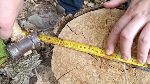 Aproape 50 de arbori și arbuști, tăiați ilegal în pădurea din Nisporeni. Ce amendă a primit făptașul