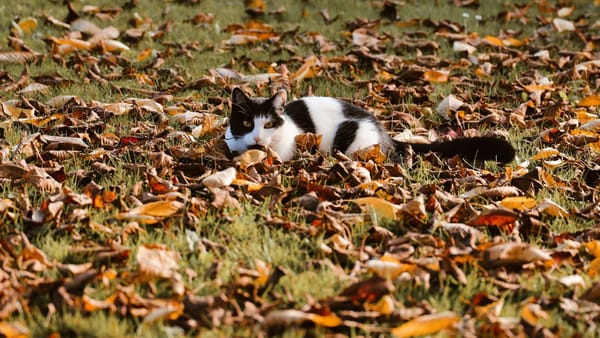 Weekendul începe cu vreme frumoasă. Maximele ajung până la +24°C