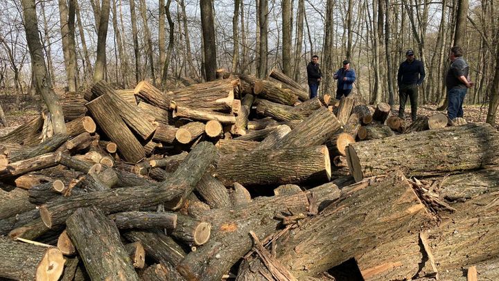Schemă infracțională, cu implicarea Moldsilva. Trei angajați ar fi vândut ilegal lemne în valoare de 100.000 de lei