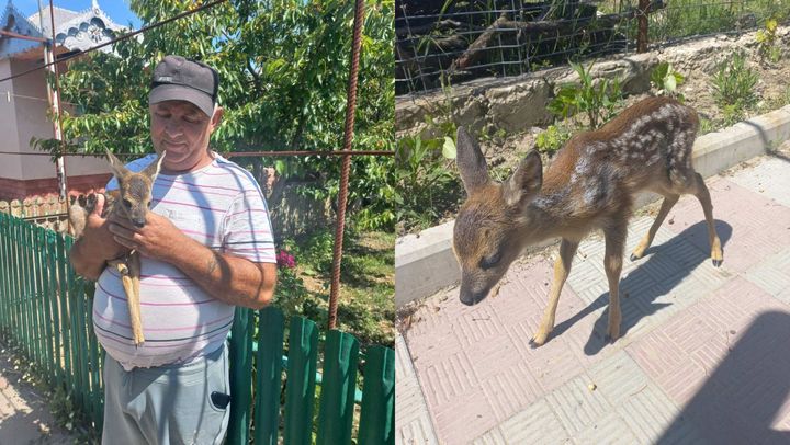 Un pui de căprior, rătăcit într-un sat din Hîncești, a fost salvat de inspectorii de mediu