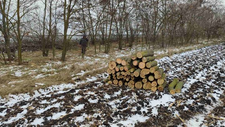 Trei angajați ai unei întreprinderi de silvicultură din Anenii Noi, cercetați pentru defrișări ilegale