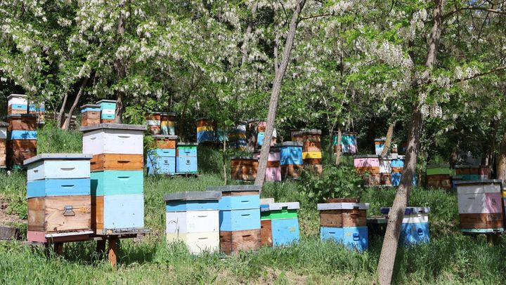 Îngrijirea albinelor în sezonul de primăvară. Apicultorii din R. Moldova, invitați la un curs de instruire