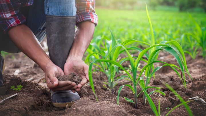 Subvenții de până la 800.000 de lei pentru protecția solului. Agricultorii pot depune cereri până pe 25 aprilie