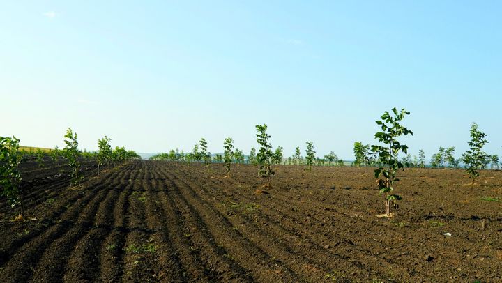 În R. Moldova va fi creată o nouă o instituție publică - Oficiul Horticol
