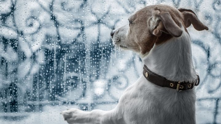 Ploi slabe și vânt puternic. Prognoza meteo pentru ziua de duminică, 23 martie