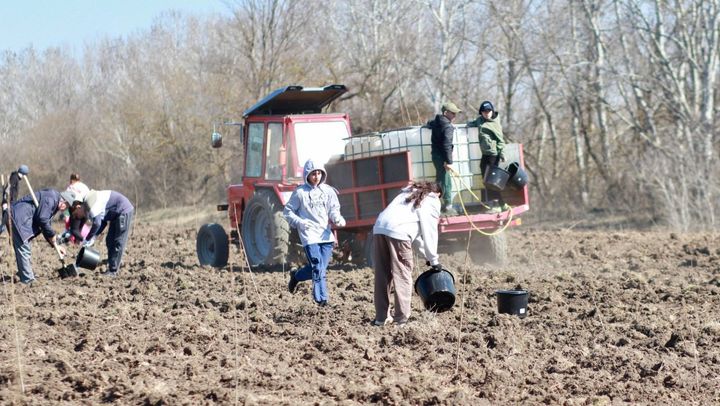 O nouă pădure în țară. Datorită donațiilor cetățenilor, în raionul Dubăsari au fost plantați zece mii de plopi