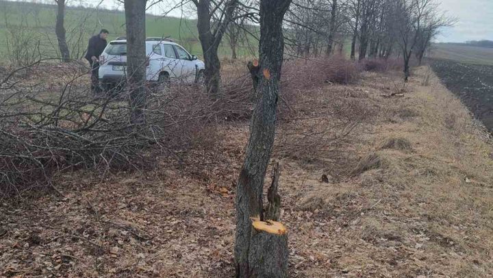 Prinși în flagrant în timp ce tăiau arbori, la Dondușeni. Persoanele s-au ales cu o amendă de 10 mii de lei