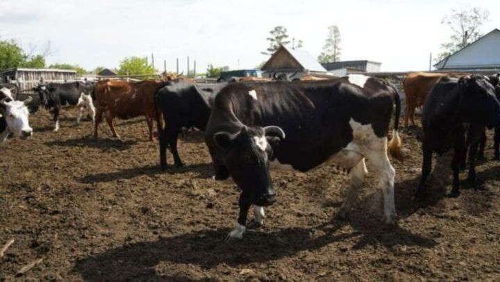 Alertă sanitară în România. Risc major de răspândire a virusului febrei aftoase