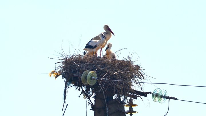 Pelicani, cocostârci, privighetori și rândunele. Câte specii de păsări  găzduiește R. Moldova