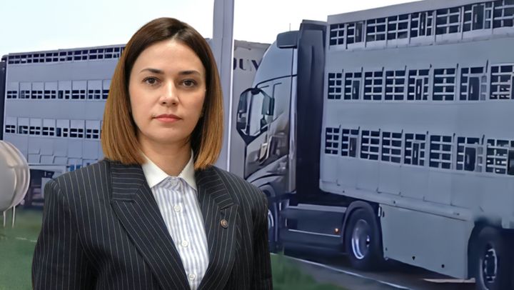 Camioane cu porci, filmate la vama Leușeni. Ministra Agriculturii: Legislația permite importul animalelor vii