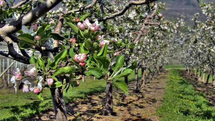 Înghețurile afectează agricultura. Fermierii cer convocarea de urgență a unei ședințe la Guvern