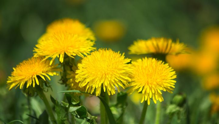 Vreme caldă și frumoasă, cu temperaturi maxime de +26 de grade Celsius. Prognoza meteo pentru joi