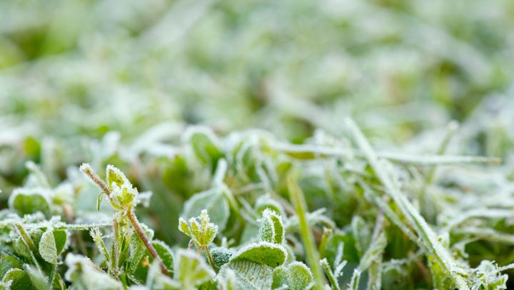 Avertizare meteo: Cod galben de înghețuri pe întreg teritoriul R. Moldova