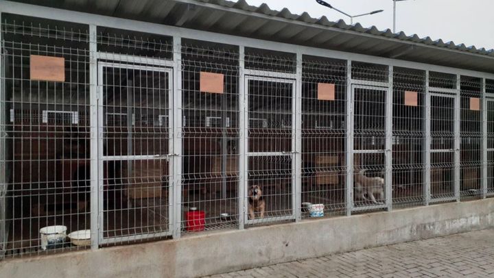 Un fost director al Centrului de adăpost pentru animale fără stăpân din Bălți a fost reținut de CNA