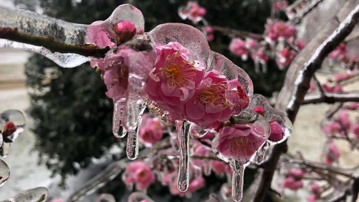 Risc de îngheț în nordul țării. Ce spun meteorologii și reprezentanții Ministerului Agriculturii