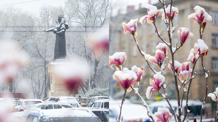 Lalele și copaci înfloriți - acoperiți de zăpadă! Baba Dochia își scutură cojoacele la Bălți - GALERIE FOTO