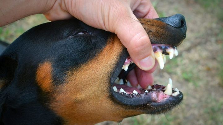 În R. Moldova a fost înregistrat un focar de rabie la câine și unul de pestă porcină